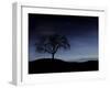 Digitally Generated Image of a Tree And the Moon-Stocktrek Images-Framed Photographic Print