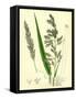 Digraphis Arundinacea Ribbon-Grass-null-Framed Stretched Canvas