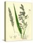 Digraphis Arundinacea Ribbon-Grass-null-Stretched Canvas
