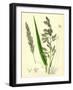 Digraphis Arundinacea Ribbon-Grass-null-Framed Giclee Print