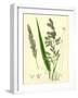 Digraphis Arundinacea Ribbon-Grass-null-Framed Giclee Print