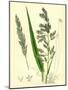 Digraphis Arundinacea Ribbon-Grass-null-Mounted Giclee Print