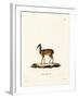 Dik-Dik-null-Framed Giclee Print