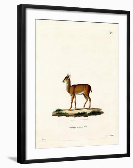 Dik-Dik-null-Framed Giclee Print