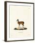 Dik-Dik-null-Framed Giclee Print