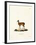 Dik-Dik-null-Framed Giclee Print