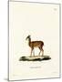 Dik-Dik-null-Mounted Giclee Print