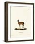 Dik-Dik-null-Framed Giclee Print