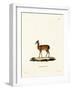 Dik-Dik-null-Framed Giclee Print