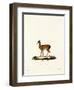 Dik-Dik-null-Framed Premium Giclee Print