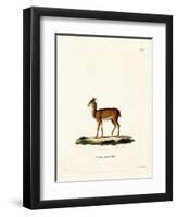 Dik-Dik-null-Framed Premium Giclee Print