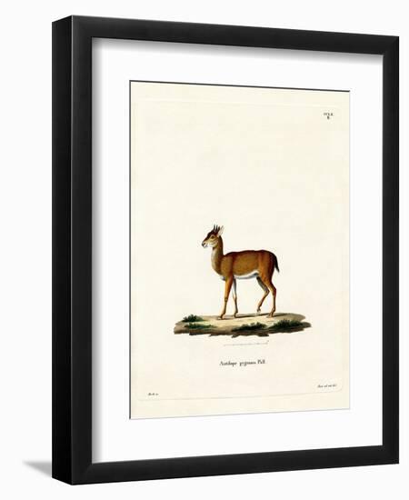 Dik-Dik-null-Framed Premium Giclee Print