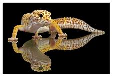 Leopard Gecko-Dikky Oesin-Framed Stretched Canvas