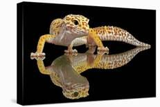 Leopard Gecko-Dikky Oesin-Giclee Print