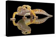 Leopard Gecko-Dikky Oesin-Framed Stretched Canvas