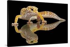 Leopard Gecko-Dikky Oesin-Framed Stretched Canvas