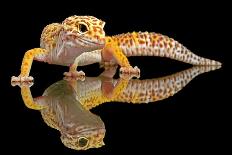 Leopard Gecko-Dikky Oesin-Stretched Canvas