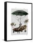 Diligenza and Flying Creatures-Fab Funky-Framed Stretched Canvas