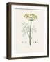 Dill (Anethum Graveolens) Medical Botany-John Stephenson and James Morss Churchill-Framed Photographic Print