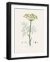 Dill (Anethum Graveolens) Medical Botany-John Stephenson and James Morss Churchill-Framed Photographic Print