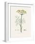 Dill (Anethum Graveolens) Medical Botany-John Stephenson and James Morss Churchill-Framed Photographic Print