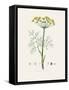 Dill (Anethum Graveolens) Medical Botany-John Stephenson and James Morss Churchill-Framed Stretched Canvas