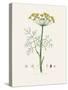 Dill (Anethum Graveolens) Medical Botany-John Stephenson and James Morss Churchill-Stretched Canvas