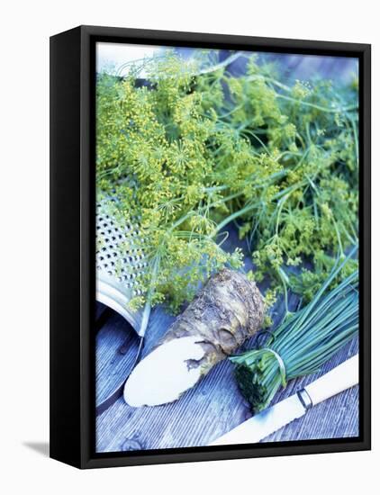 Dill, Horseradish and Chives-Stefan Braun-Framed Stretched Canvas
