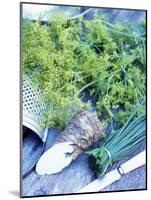 Dill, Horseradish and Chives-Stefan Braun-Mounted Photographic Print