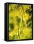 Dill with Flowers-Ulrike Holsten-Framed Stretched Canvas