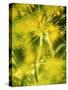 Dill with Flowers-Ulrike Holsten-Stretched Canvas