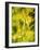 Dill with Flowers-Ulrike Holsten-Framed Photographic Print
