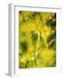 Dill with Flowers-Ulrike Holsten-Framed Photographic Print