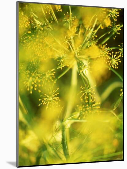 Dill with Flowers-Ulrike Holsten-Mounted Photographic Print