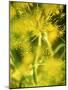 Dill with Flowers-Ulrike Holsten-Mounted Photographic Print