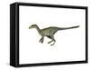 Dilong Paradoxus Dinosaur-null-Framed Stretched Canvas