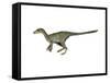 Dilong Paradoxus Dinosaur-null-Framed Stretched Canvas