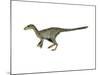 Dilong Paradoxus Dinosaur-null-Mounted Art Print