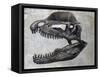 Dilophosaurus Dinosaur Skull-Stocktrek Images-Framed Stretched Canvas