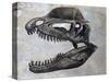 Dilophosaurus Dinosaur Skull-Stocktrek Images-Stretched Canvas