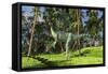 Dilophosaurus Hunting in a Prehistoric Environment-null-Framed Stretched Canvas
