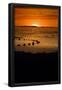 Essential Black