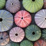 Variety of Colorful Sea Urchins on Wet Sand-Dimitrios-Photographic Print