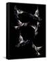Canvas Black