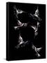 Canvas Black