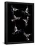 Essential Black