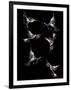 Gramercy Black