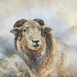 Herdwick Sheep-Dina Perejogina-Art Print