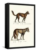 Dingo, 1824-Karl Joseph Brodtmann-Framed Stretched Canvas