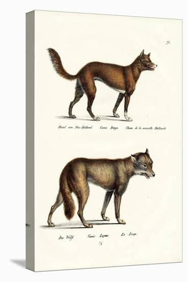 Dingo, 1824-Karl Joseph Brodtmann-Stretched Canvas